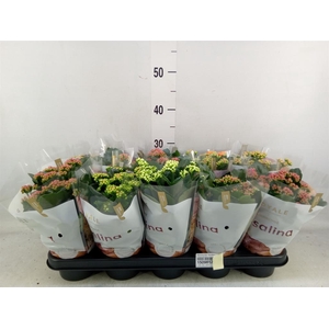 Kalanchoe blos. 'RoyalDon'   ..mix