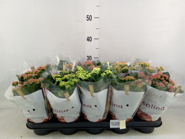 <h4>Kalanchoe blos. 'RoyalDon'   ..mix</h4>