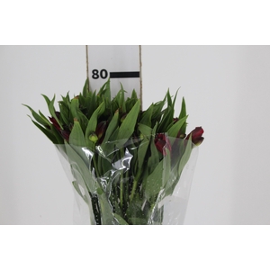 ALSTROEMERIA NATALYA 080 CM