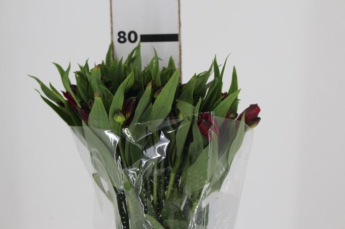<h4>ALSTROEMERIA NATALYA 080 CM</h4>