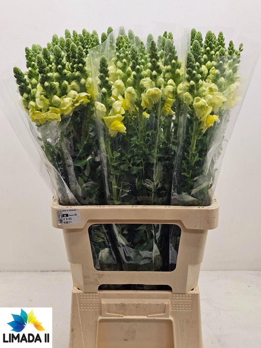 <h4>ANTIR POTO YELLOW</h4>