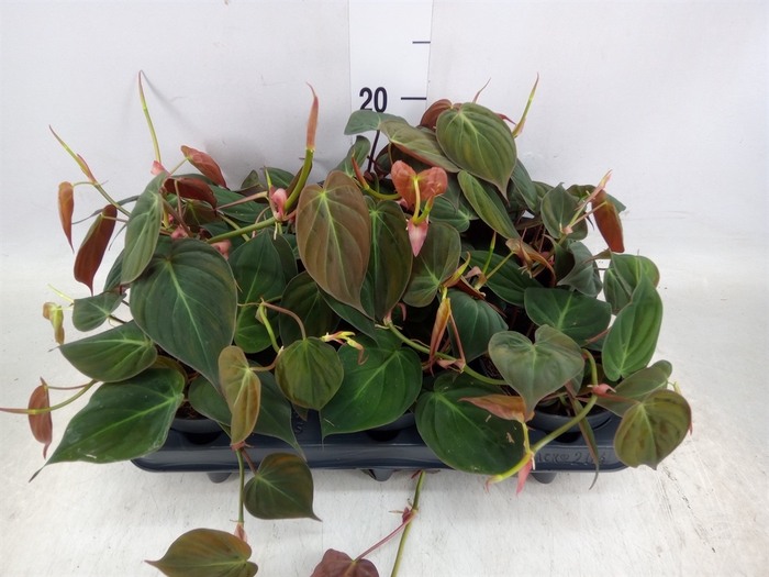 <h4>Philodendron scand. subsp. micans</h4>