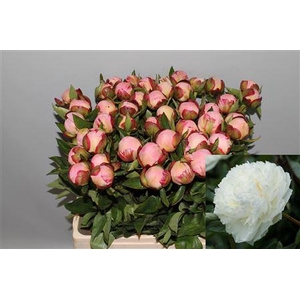 Paeo L Gardenia