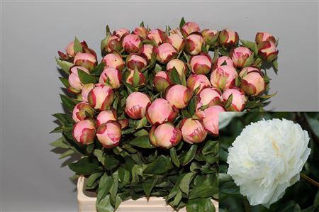<h4>Paeo L Gardenia</h4>