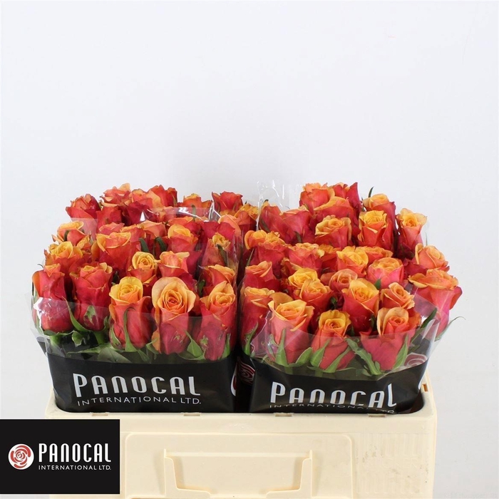 <h4>Rosa a grande fleur Camaro</h4>