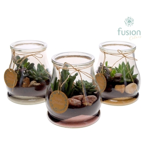 Glas Druppel met Succulenten