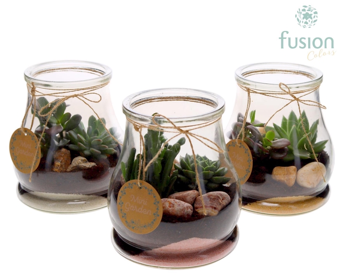 <h4>Glas Druppel met Succulenten</h4>