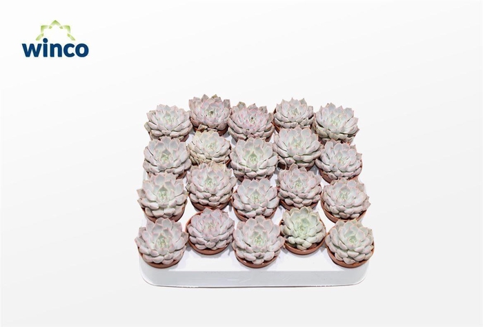 <h4>Echeveria Rosea</h4>