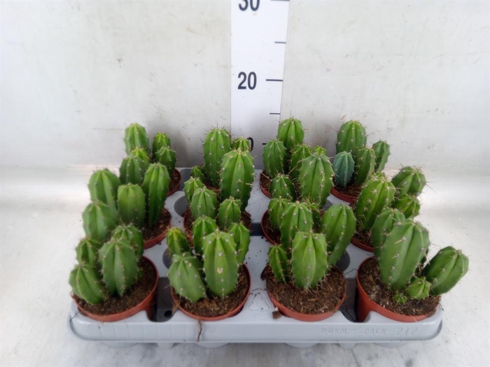 <h4>Polaskia chichipe</h4>