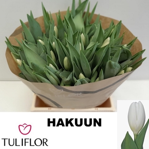 TU EN HAKUUN