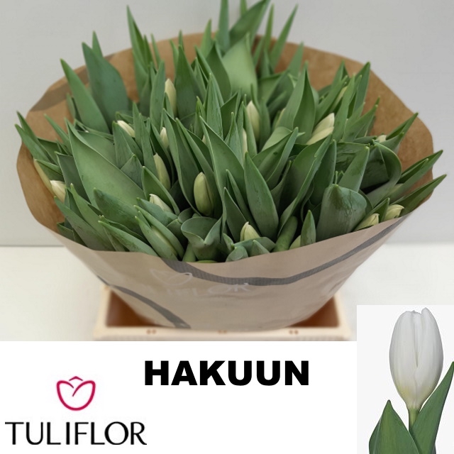 <h4>TU EN HAKUUN</h4>