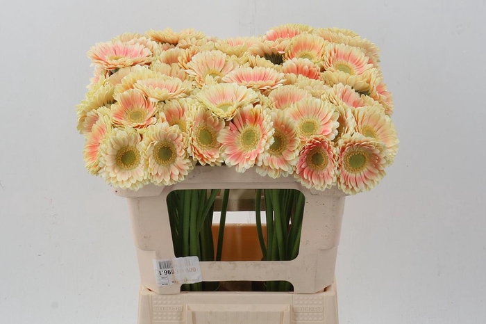 <h4>Ge Mi Tompouce</h4>