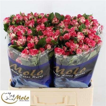 <h4>R Tr Fireworks</h4>