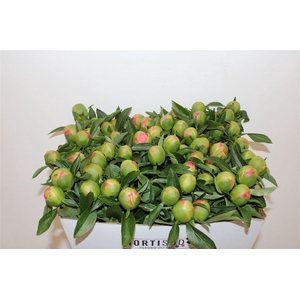 Paeo L Pink Hawaiian Coral