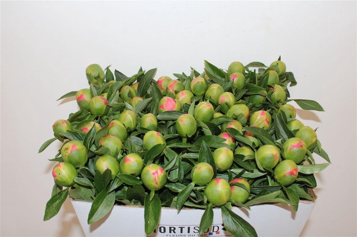 <h4>Paeo L Pink Hawaiian Coral</h4>