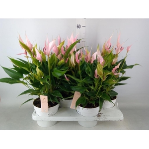 Anthurium andr. 'Lilli'