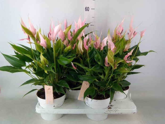 <h4>Anthurium andr. 'Lilli'</h4>