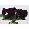 Dahlia Black Lars