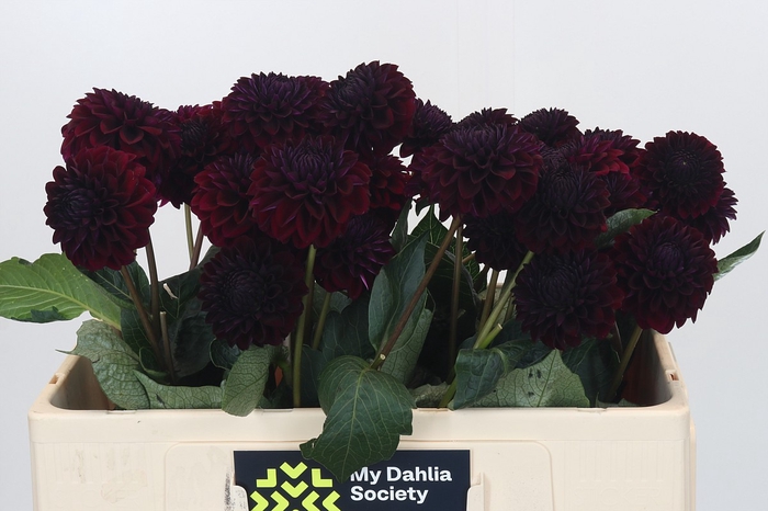 <h4>Dahlia Black Lars</h4>