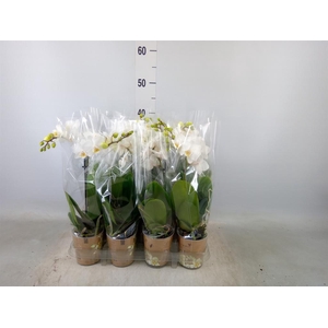 Phalaenopsis multi.   ...white