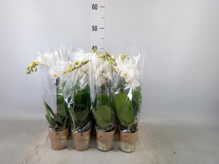 <h4>Phalaenopsis multi.   ...white</h4>