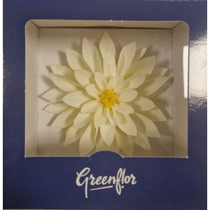 Pres Dahlia Creme