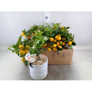 Arr.   Kamerplant Groen L%
