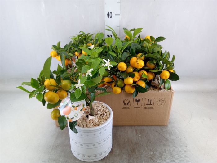 <h4>Arr.   Kamerplant Groen L%</h4>