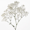 GYPSOPHILA PANICULATA PEARLS BLOSSOM 070 CM MIN 250 GRAMAS