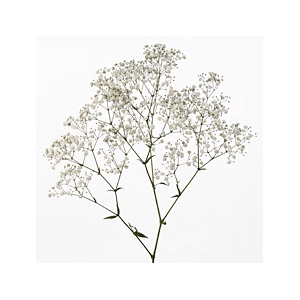 GYPSOPHILA PANICULATA PEARLS BLOSSOM 070 CM MIN 250 GRAMAS