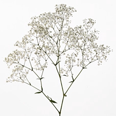 <h4>GYPSOPHILA PANICULATA PEARLS BLOSSOM 070 CM MIN 250 GRAMAS</h4>