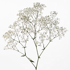 <h4>GYPSOPHILA DYNAMIC LOVE 070 CM MIN 250 GRAMAS</h4>