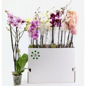 PHAL GEM 7 KL