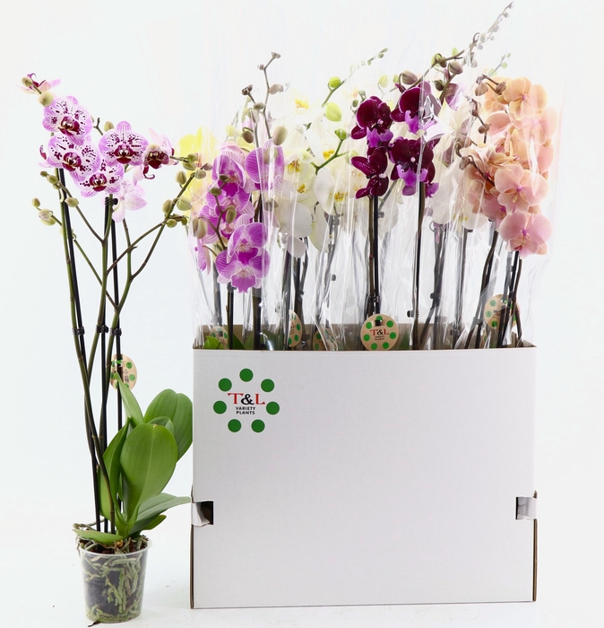 <h4>PHAL GEM 7 KL</h4>