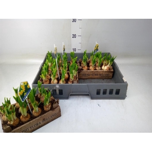 Arr.  Narcissus Tete Tete L%