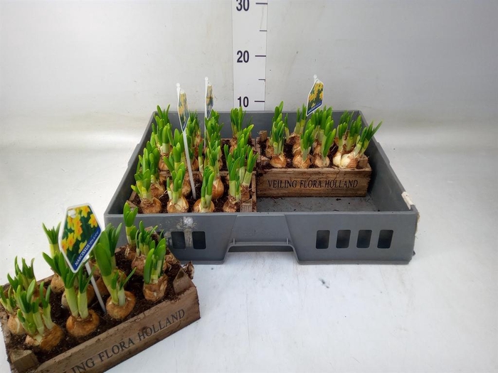 <h4>Arr.  Narcissus Tete Tete L%</h4>