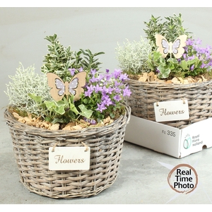 ARR TUINPLANTEN H%