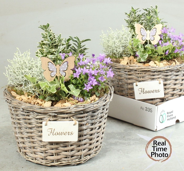 <h4>ARR TUINPLANTEN H%</h4>