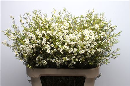 <h4>Chamelauc Dancing Queen White</h4>