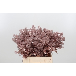 Skimmia Kl Bh Rose Goud