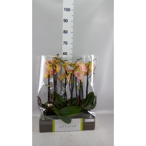 Phalaenopsis   ...orange