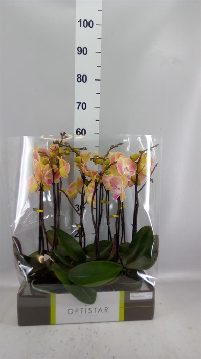 <h4>Phalaenopsis   ...orange</h4>