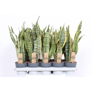 Sansevieria Laurentii XL