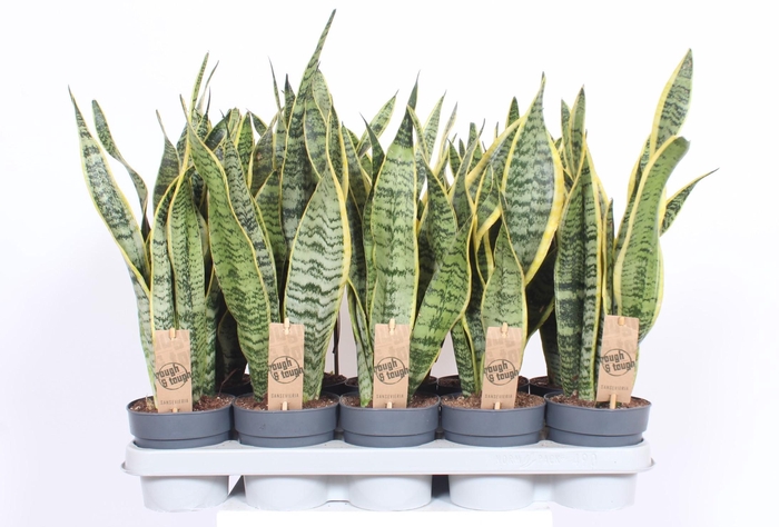 <h4>Sansevieria Laurentii XL</h4>