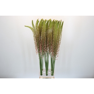 Eremurus Romance