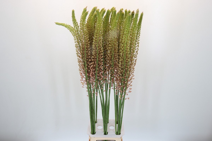 <h4>Eremurus Romance</h4>