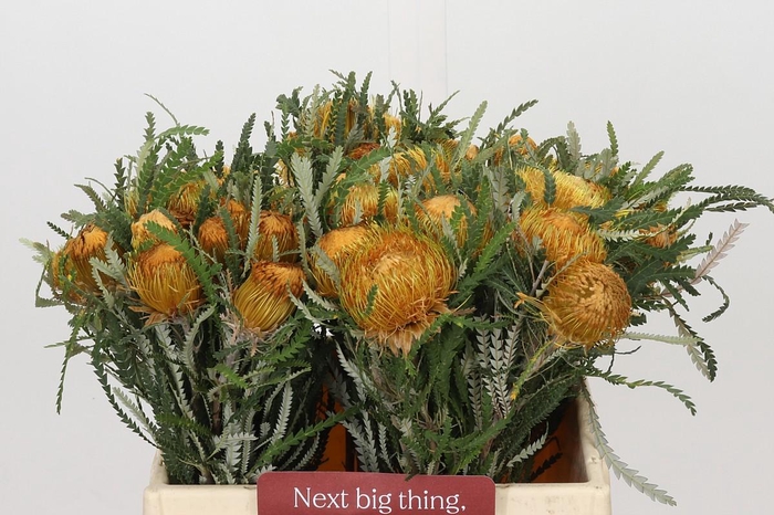 <h4>Banksia Dryandra</h4>