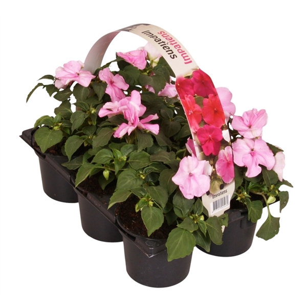 <h4>Impatiens Walleriana roze 6p</h4>