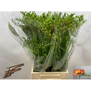 Freesia enk Acapulco