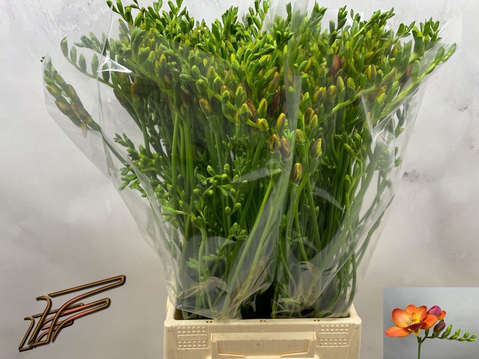 <h4>Freesia enk Acapulco</h4>